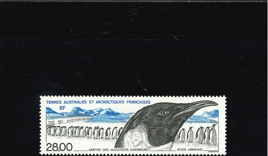 Immagine di 133 - FAUNA: PINGUINI