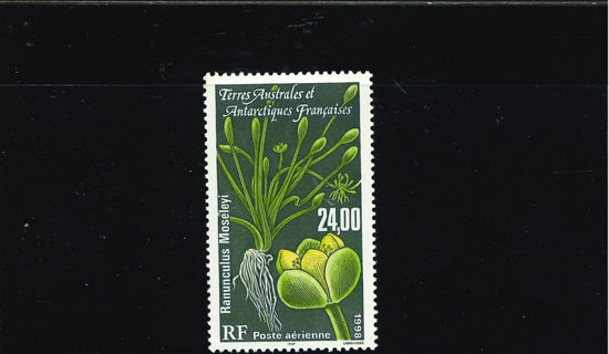 Immagine di 146 - FLORA