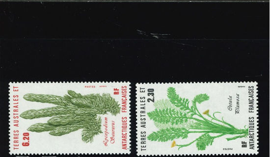 Immagine di 118 - FLORA ANTARTICA