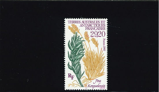 Immagine di 220 - FLORA