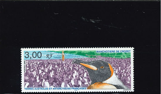 Immagine di 237 - FAUNA: PINGUINI