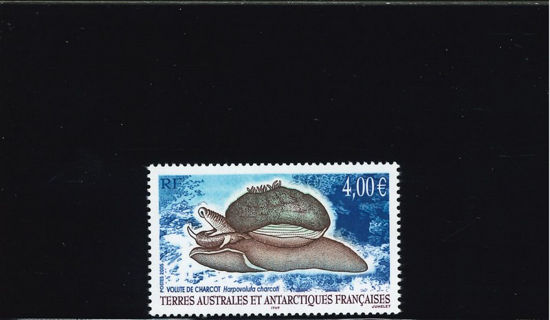 Immagine di 411 - FAUNA MARINA: MOLLUSCHI