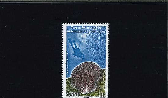 Immagine di 527 - PALOMBARO E CONCHIGLIE