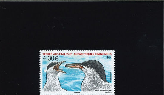 Immagine di 553 - FAUNA: UCCELLI