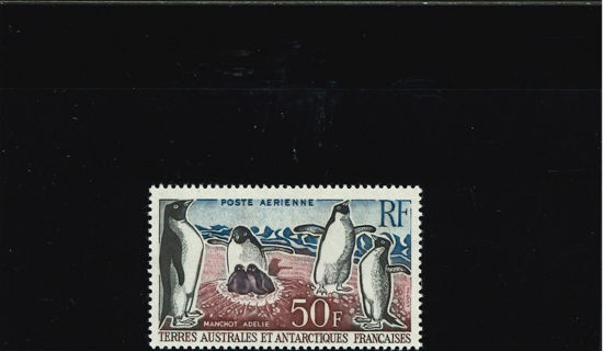 Immagine di 5 - PINGUINI