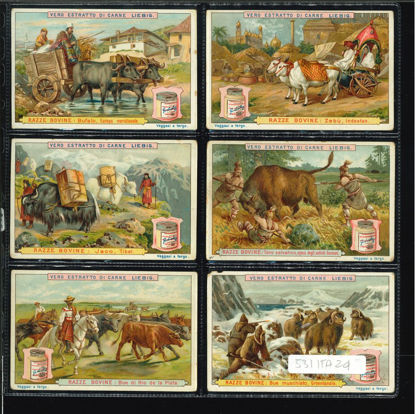 Immagine di 503 - RAZZE BOVINE-ITALIANA