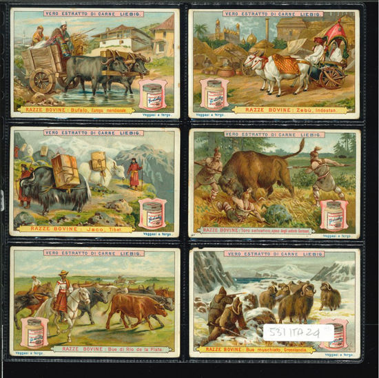 Immagine di 503 - RAZZE BOVINE-ITALIANA