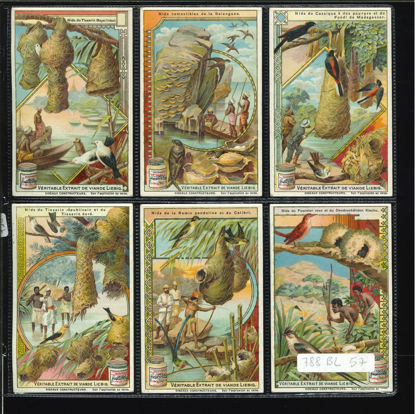 Immagine di 798 - UCCELLI COSTRUTTORI - -BELGA