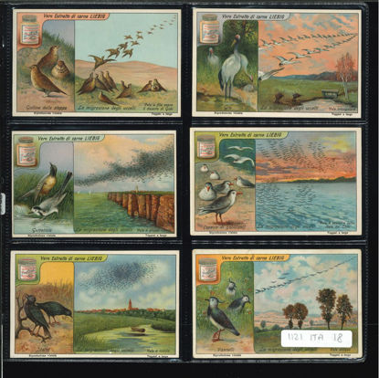 Immagine di 1122 - LA MIGRAZIONE DEGLI UCCELLI-ITALIANA