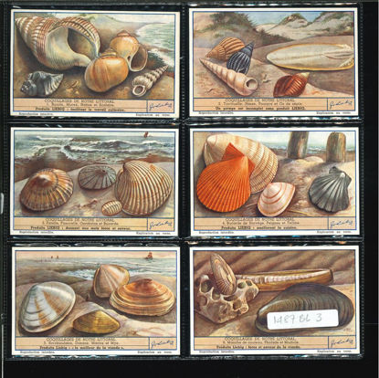 Immagine di 1489 - CONCHIGLIE D. NOSTRO LITORALE -BELGA