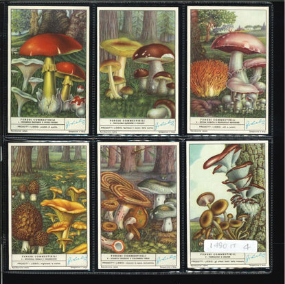 Immagine di 1492 - FUNGHI COMMESTIBILI 2°-ITALIANA