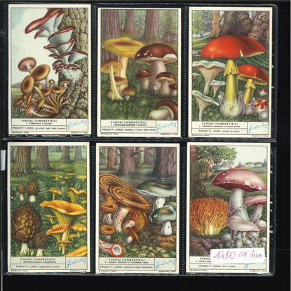 Immagine di 1492 - FUNGHI COMMESTIBILI 2°-ITALIANA