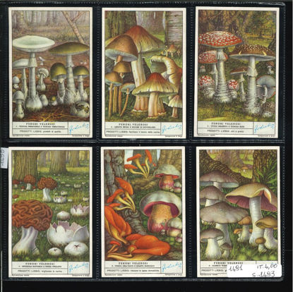 Immagine di 1493 - FUNGHI VELENOSI-ITALIANA