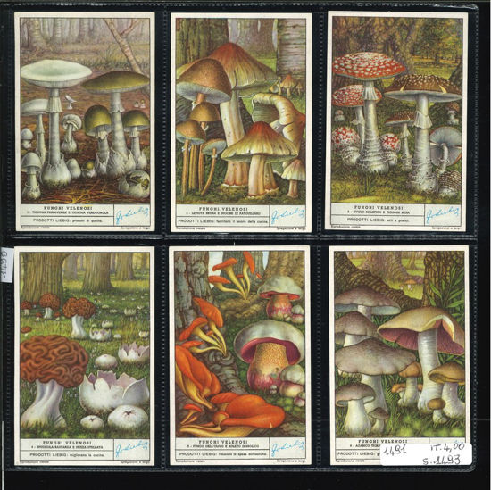 Immagine di 1493 - FUNGHI VELENOSI-ITALIANA