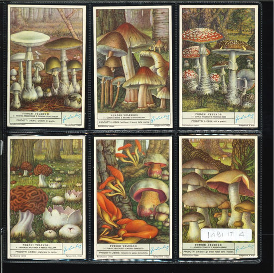 Immagine di 1493 - FUNGHI VELENOSI-ITALIANA