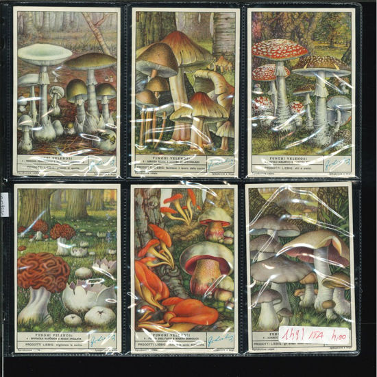 Immagine di 1493 - FUNGHI VELENOSI-ITALIANA