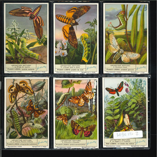Immagine di 1497 - LEPIDOTTERI NOTTURNI-ITALIANA