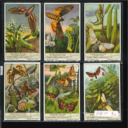 Immagine di 1497 - LEPIDOTTERI NOTTURNI-ITALIANA