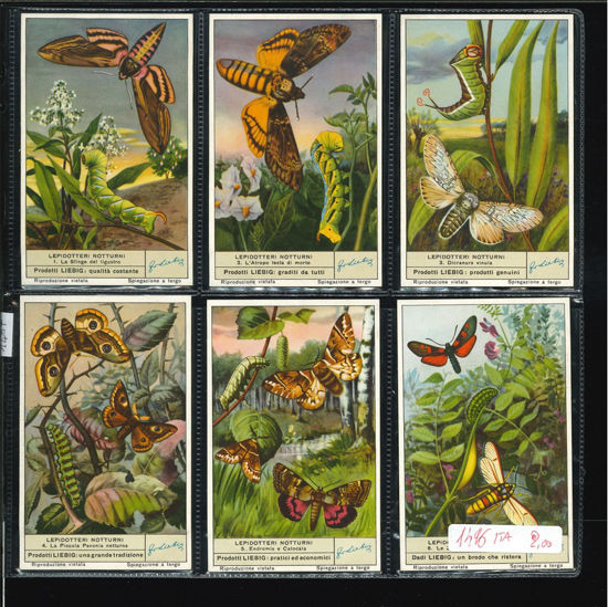 Immagine di 1497 - LEPIDOTTERI NOTTURNI-ITALIANA