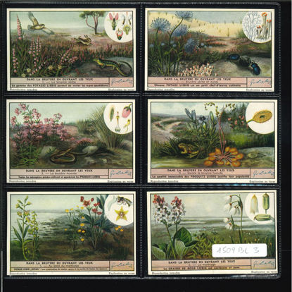 Immagine di 1511 - NELLA BRUGHIERA--BELGA