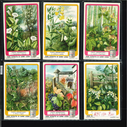 Immagine di 1624 - PLANTES GRIMPANTES mill.27-ITALIANA