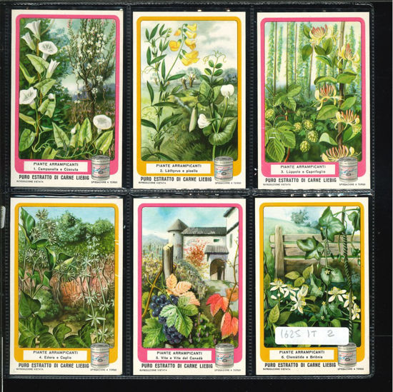 Immagine di 1624 - PLANTES GRIMPANTES mill.27-ITALIANA