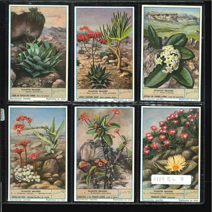 Immagine di 1625 - PIANTE GRASSE - Plantes grasses-BELGA