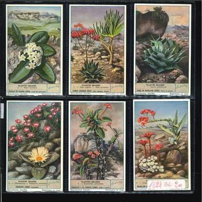 Immagine di 1625 - PIANTE GRASSE - Plantes grasses-BELGA