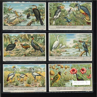 Immagine di 1632 - UCCELLI DEL CONGO-ITALIANA