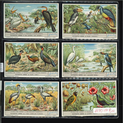 Immagine di 1632 - UCCELLI DEL CONGO-ITALIANA
