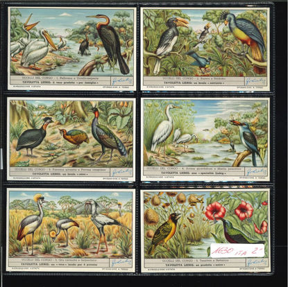 Immagine di 1632 - UCCELLI DEL CONGO-ITALIANA