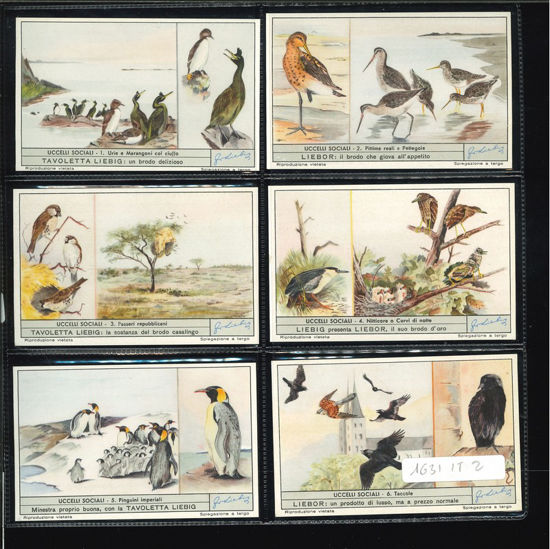 Immagine di 1633 - UCCELLI SOCIALI-ITALIANA