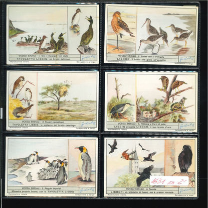 Immagine di 1633 - UCCELLI SOCIALI-ITALIANA