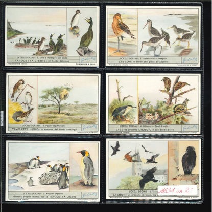 Immagine di 1633 - UCCELLI SOCIALI-ITALIANA