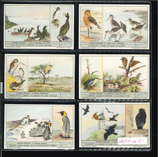 Immagine di 1633 - UCCELLI SOCIALI-ITALIANA