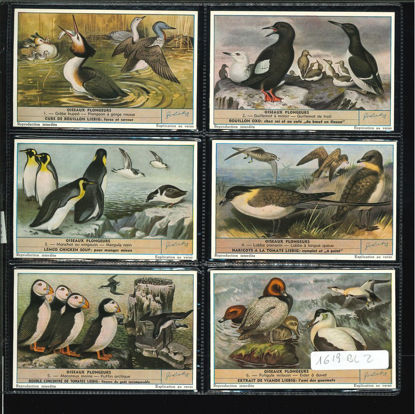 Immagine di 1634 - UCCELLI TUFFATORI - Oiseaux plongeurs-BELGA