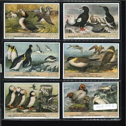 Immagine di 1634 - UCCELLI TUFFATORI - Oiseaux plongeurs-FIAMMINGA