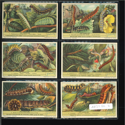 Immagine di 1639 - I BRUCHI - Les chenilles-BELGA