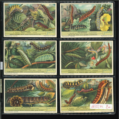 Immagine di 1639 - I BRUCHI - Les chenilles-BELGA