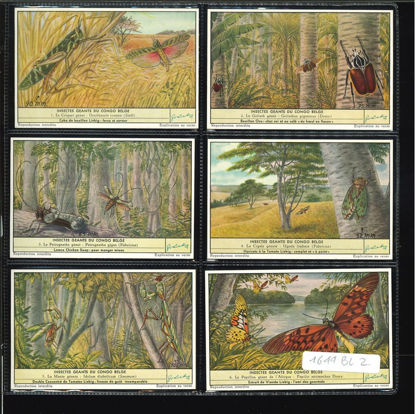 Immagine di 1644 - INSETTI GIGANTI DEL CONGO BELGA --BELGA