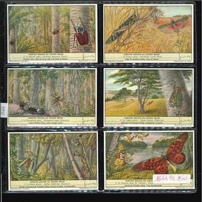 Immagine di 1644 - INSETTI GIGANTI DEL CONGO BELGA --BELGA