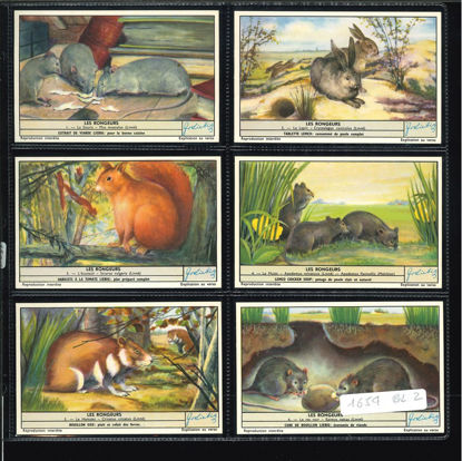 Immagine di 1655 - I RODITORI - Les rongeurs-BELGA