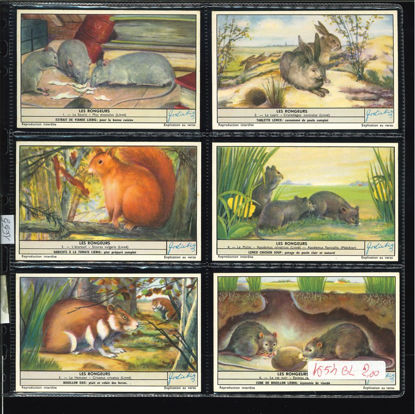 Immagine di 1655 - I RODITORI - Les rongeurs-BELGA