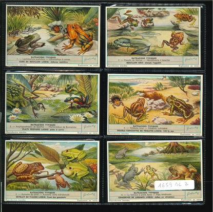 Immagine di 1661 - BATRACI TIPICI - Batraciens typiques-BELGA