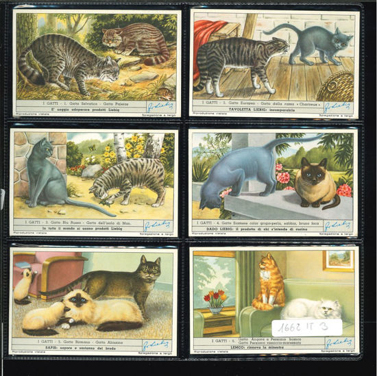 Immagine di 1666 - I GATTI-ITALIANA