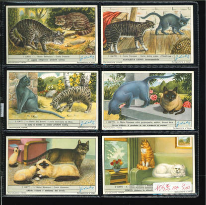 Immagine di 1666 - I GATTI-ITALIANA
