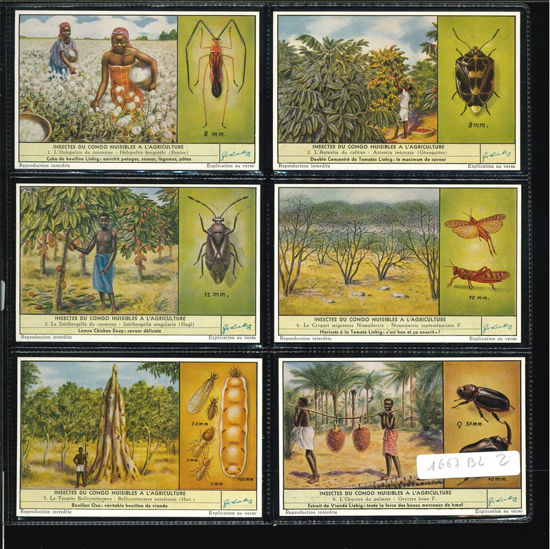 Immagine di 1668 - INSETTI DEL CONGO NOCIVI AGRICOLTURA-BELGA