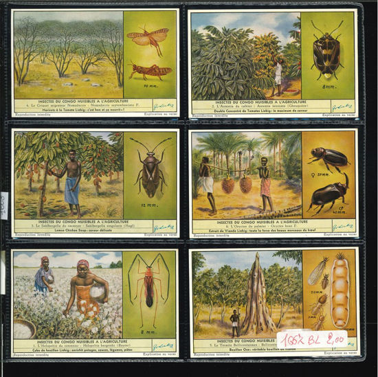 Immagine di 1668 - INSETTI DEL CONGO NOCIVI AGRICOLTURA-BELGA