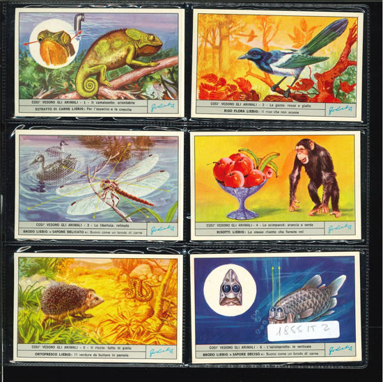 Immagine di 1860 - COSI' VEDONO GLI ANIMALI 1°-ITALIANA