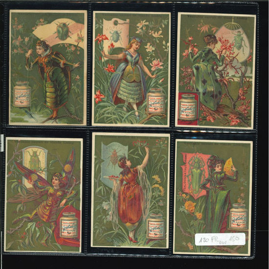 Immagine di 118 - COLEOTTERI DONNE-FRANCESE